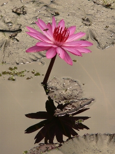 花 植物 葉 花弁 写真