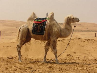 Landscape sand desert camel Photo