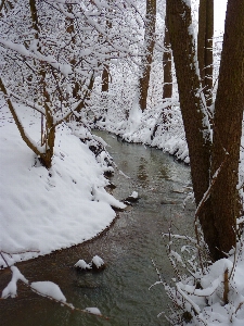 Tree water branch snow Photo