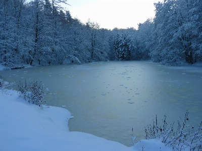 Photo Arbre eau forêt région sauvage
