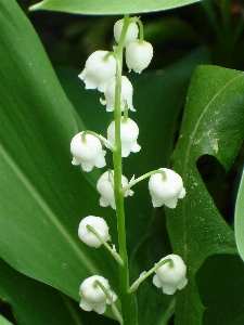 Blossom plant white sweet Photo