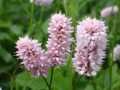 Blüte anlage blume blühen Foto