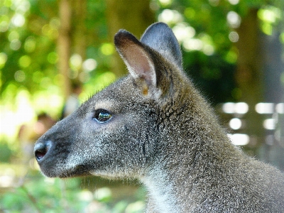 Foto Satwa margasatwa kebun binatang bulu