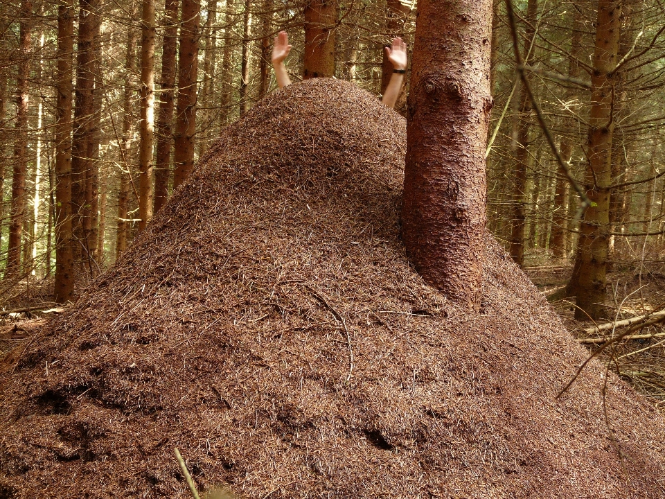 árbol naturaleza bosque planta