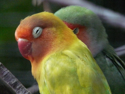 Foto Burung satwa oranye hijau