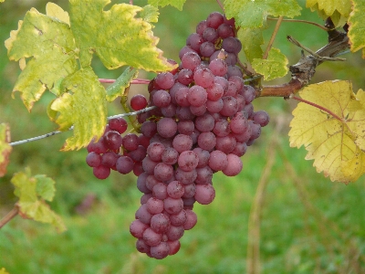 Plant grape wine fruit Photo