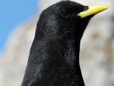 山 鳥 羽 野生動物 写真