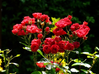 Nature blossom plant flower Photo