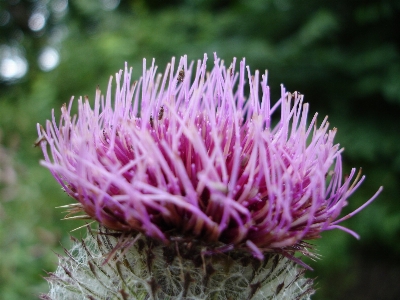 Blossom prickly plant flower Photo