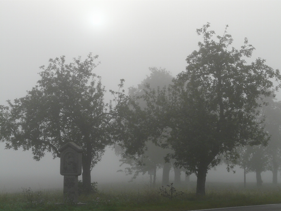 Baum natur nebel morgen