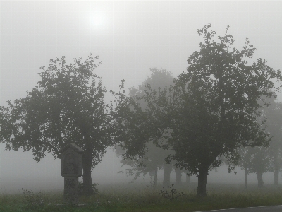 Tree nature fog mist Photo