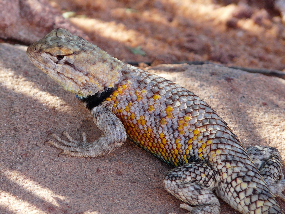 Desert animal wildlife reptile