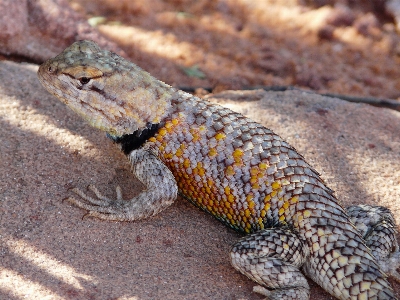 荒野 動物 野生動物 爬虫類 写真