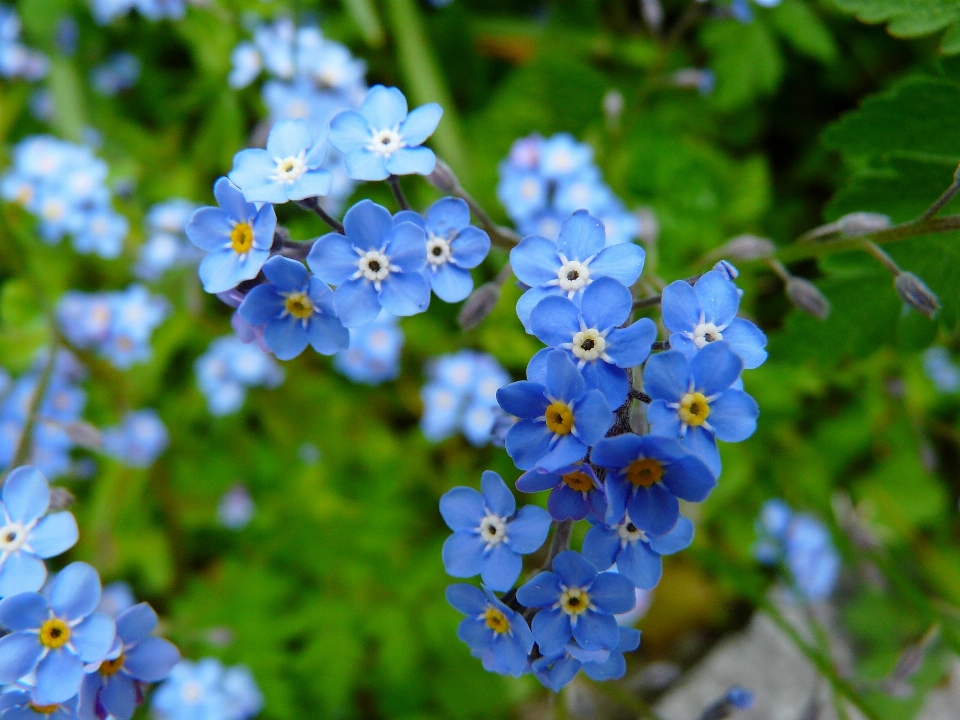 Nature blossom plant meadow