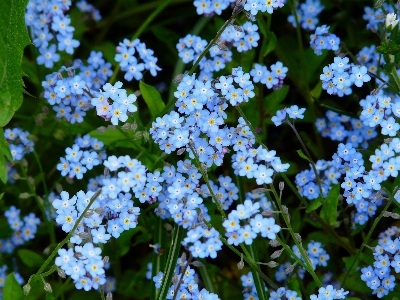 Nature blossom plant meadow Photo