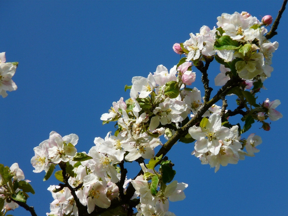 Apple tree nature branch