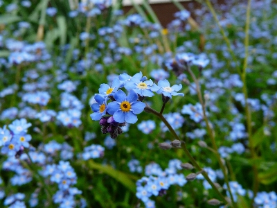 Nature blossom plant field Photo