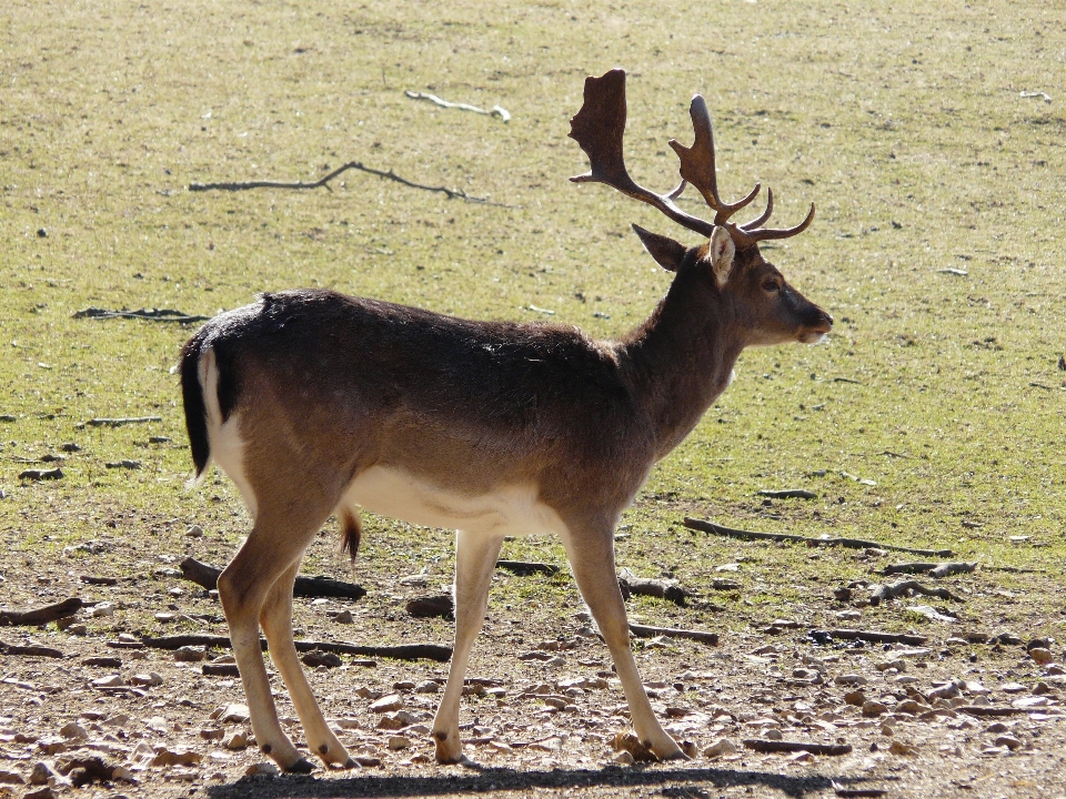 Natureza animal animais selvagens selvagem