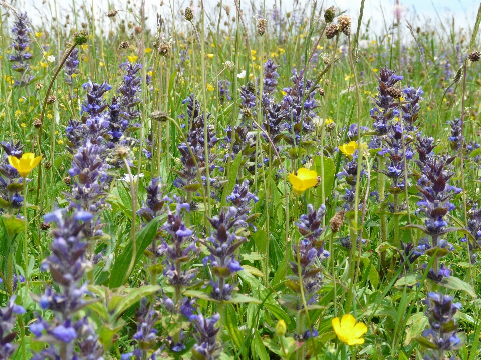 Natur anlage wiese
 prärie
