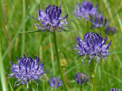 Nature blossom plant meadow Photo