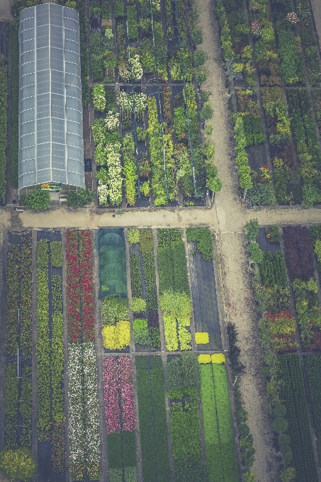 木 草 花 芝生