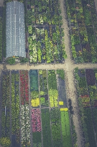 木 草 花 芝生 写真