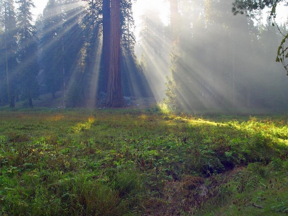 Landscape tree nature forest