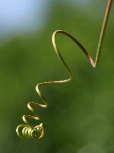 自然 草 ブランチ 露 写真