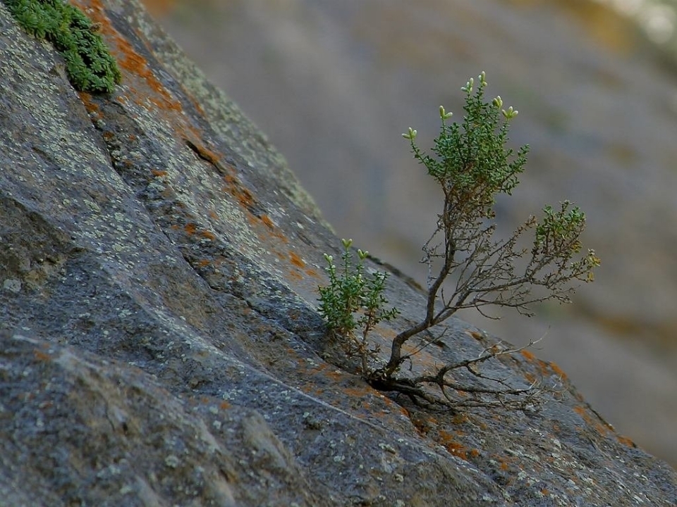 árvore água natureza rock