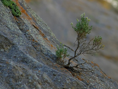 Tree water nature rock Photo