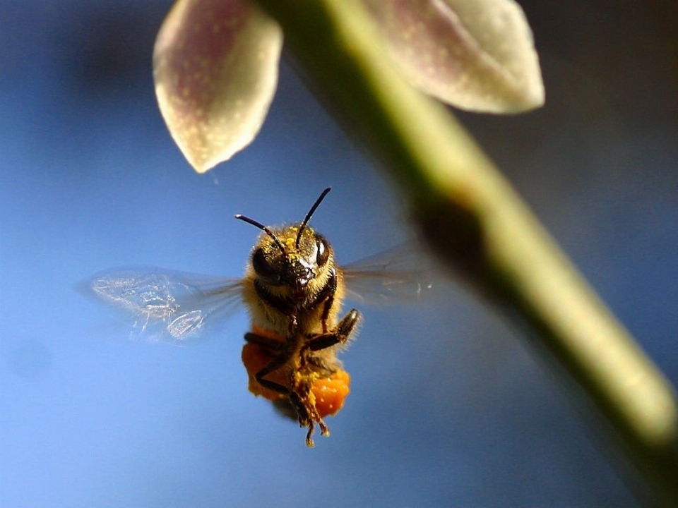 Natura ala fotografia foglia