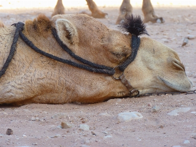 Animal travel camel horse Photo