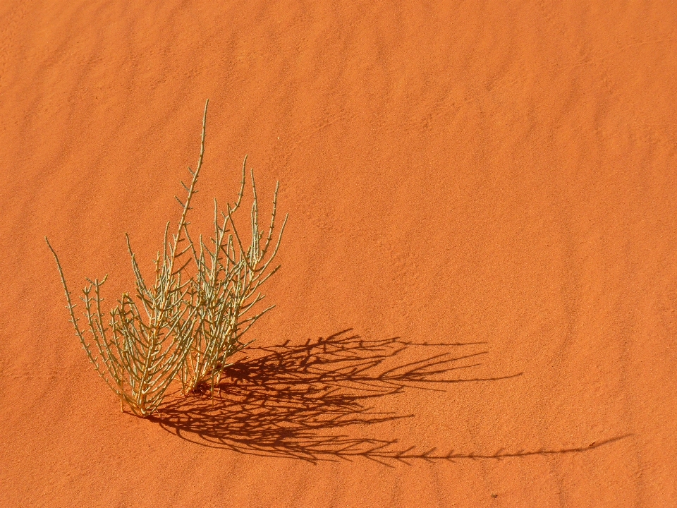 Paisagem natureza areia plantar