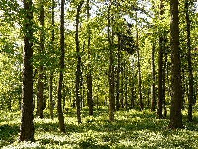 Tree forest branch plant Photo