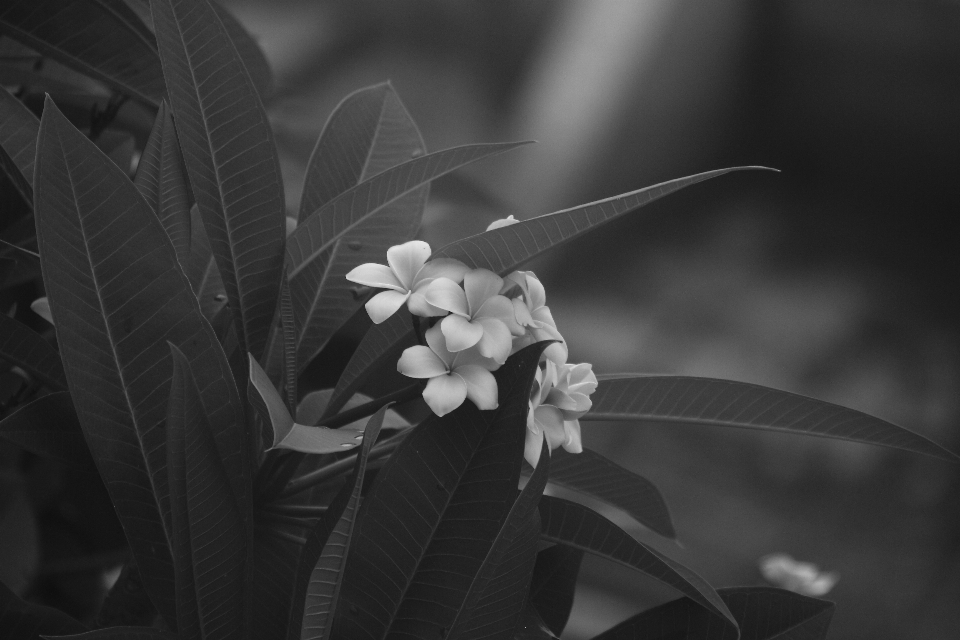 花 黒と白
 植物 白