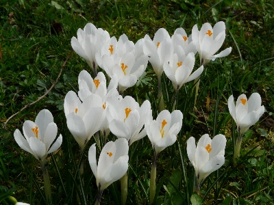 Plant white meadow flower Photo