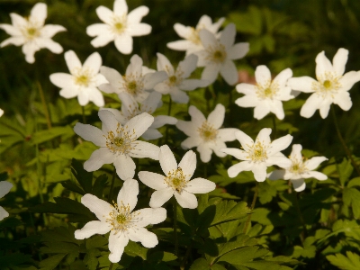 Blossom plant white flower Photo