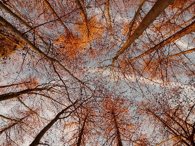 Фото дерево лес ветвь зима