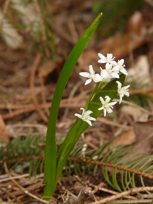 Usine blanc fleur cadeau