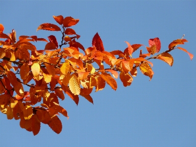 Tree forest branch blossom Photo