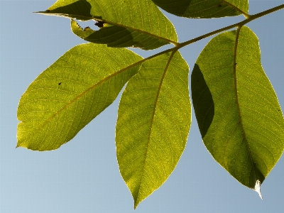 Foto árbol rama planta luz de sol