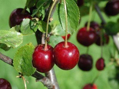 Branch plant fruit berry Photo