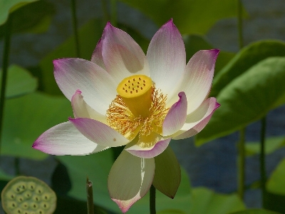 Foto Naturaleza florecer planta flor