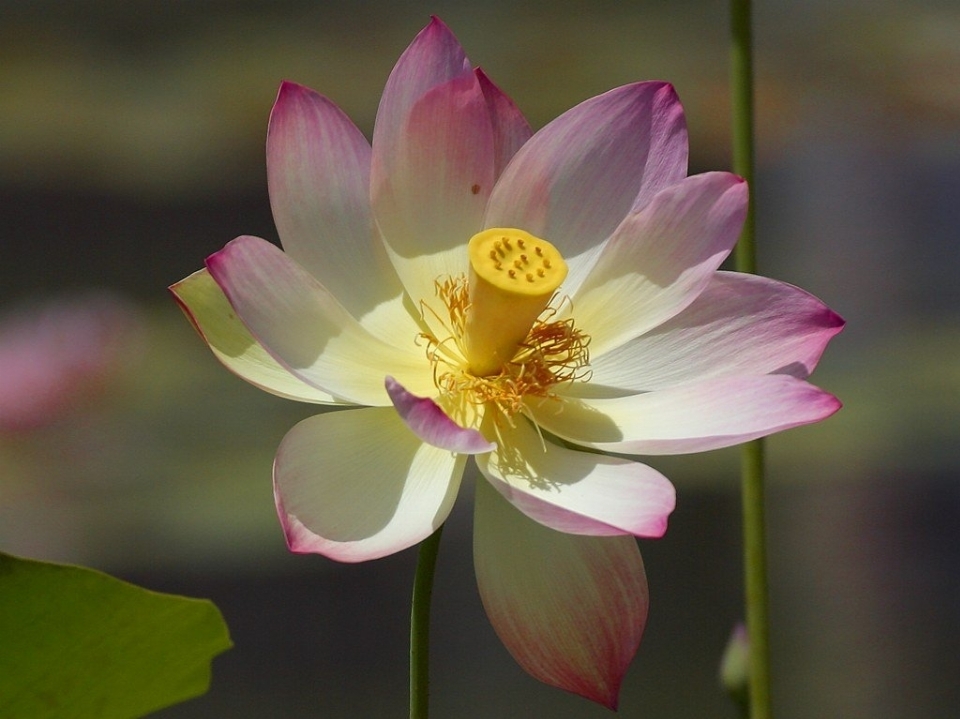 Naturaleza florecer planta blanco