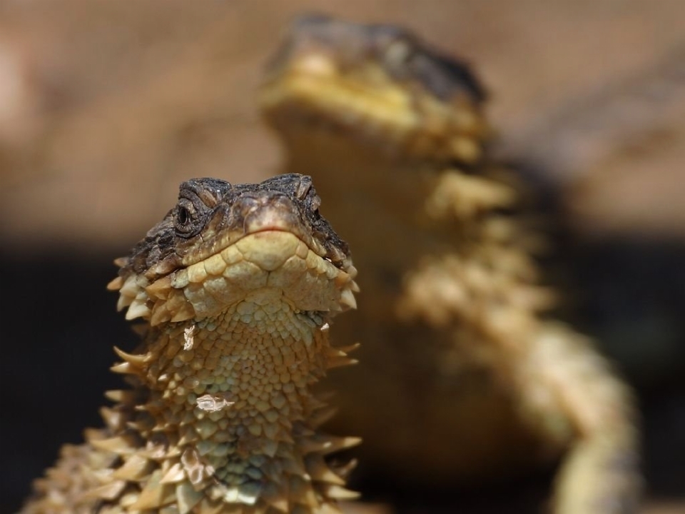 Natura fotografia zwierzę dzikiej przyrody