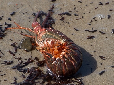 Beach animal food biology Photo