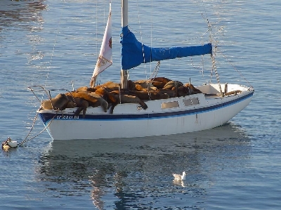 海 海洋 ボート 船 写真