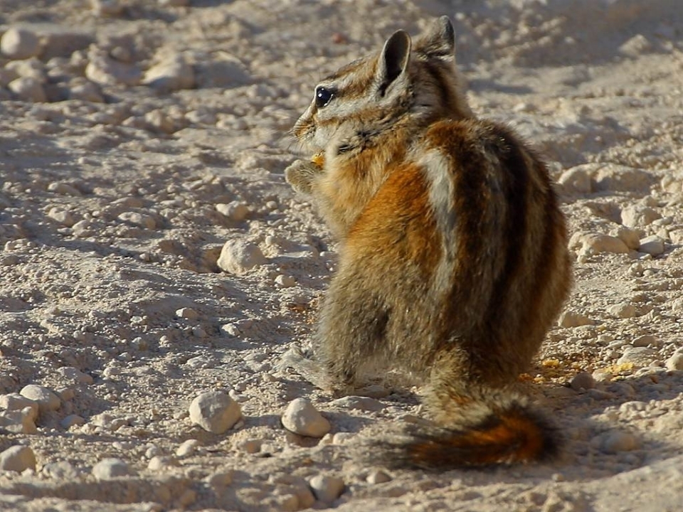 Nature animal mignon faune