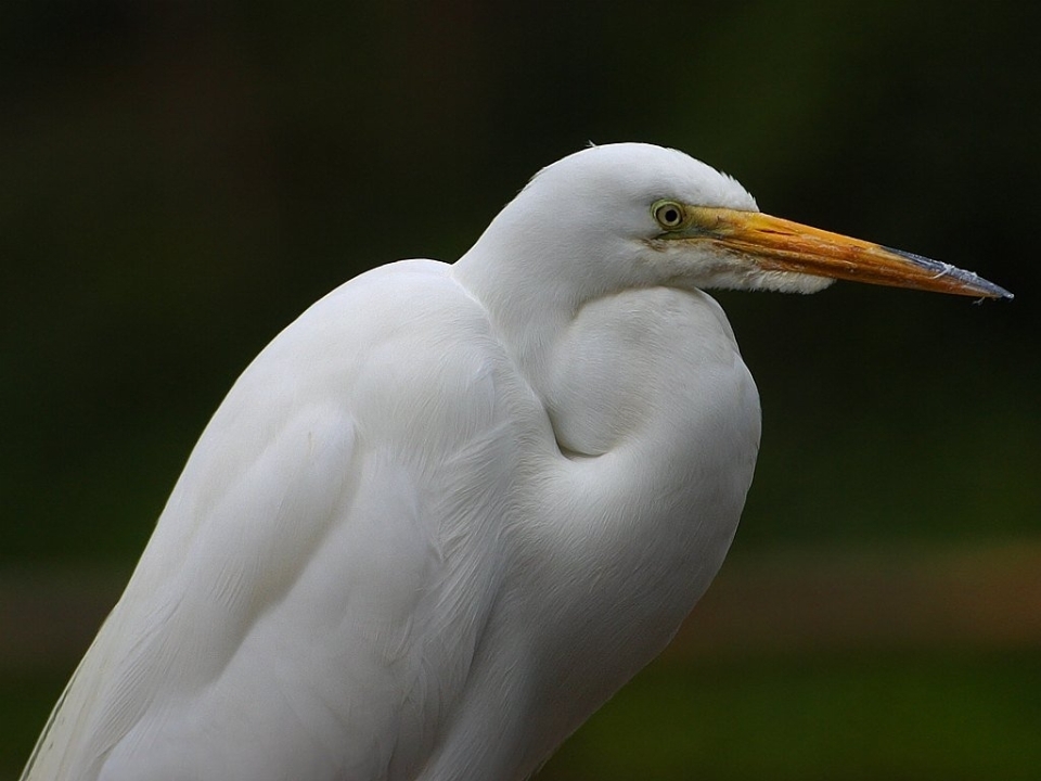 自然 鳥 羽 白