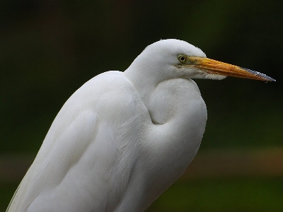 Foto Natureza pássaro asa branco